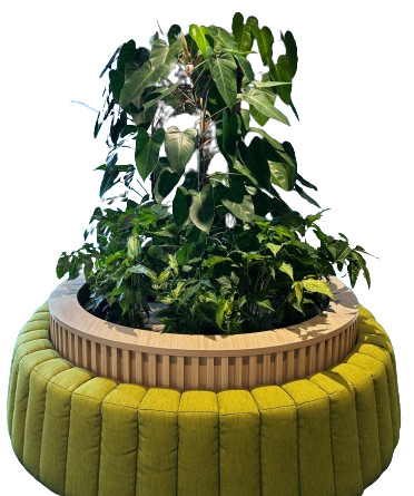plant 1 transparent bg